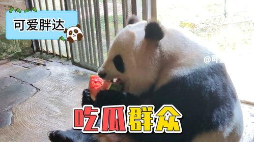 熊猫围观吃瓜视频大全集,萌态百出欢乐无限