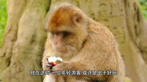 女吃瓜像猴子视频素材网,揭秘网络热门视频背后的趣味与争议