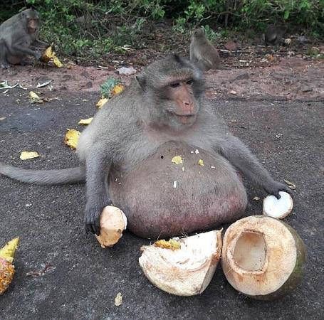 女吃瓜像猴子视频素材网,揭秘网络热门视频背后的趣味与争议
