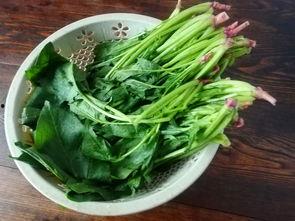 吃瓜菠菜视频下载安装,吃瓜菠菜视频下载安装全攻略