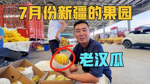 去新疆吃老汉瓜视频播放,舌尖上的瓜果盛宴，视频播放引热议