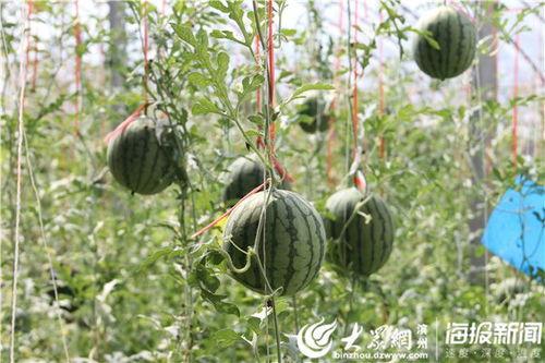 瓜哥吃瓜第一个视频,揭秘娱乐圈幕后真相