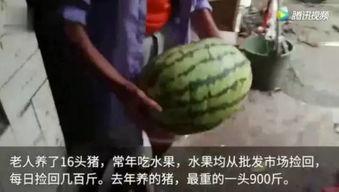 吃瓜掉落的视频,一幕吃瓜掉落视频引发的视觉盛宴