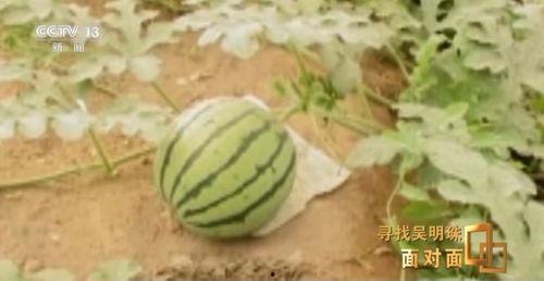 快手上传播吃瓜视频,快手吃瓜视频背后的现象解析