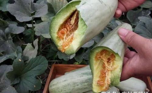 孕妇吃小瓜的好吃吗视频,美味营养两不误，视频揭秘孕期美食选择