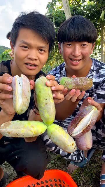 农村王四吃八月瓜视频,王四农村八月瓜美味之旅