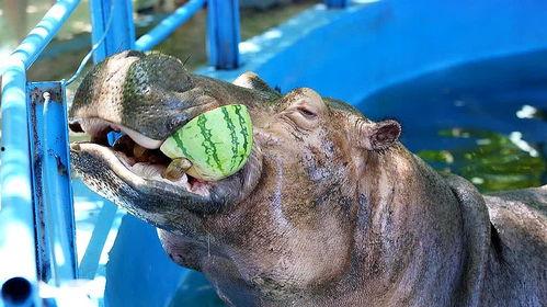 河马吃瓜特效视频下载,趣味横生的动物食趣瞬间