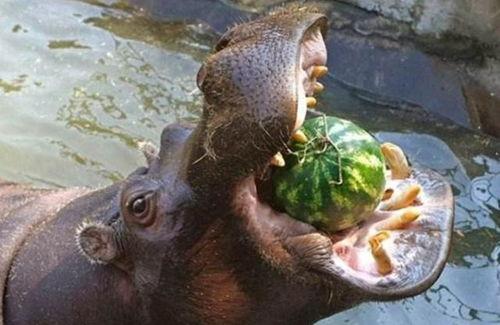 河马吃瓜特效视频下载,趣味横生的动物食趣瞬间
