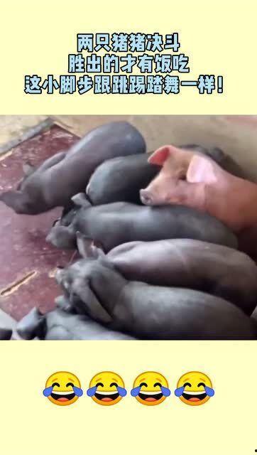 吃瓜猪猪视频,揭秘娱乐圈幕后故事