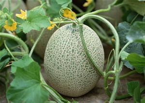 萌宝吃哈密瓜视频全集,全程记录甜蜜成长瞬间