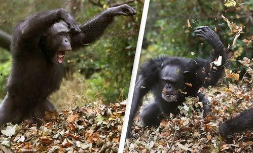 黑猩猩吃瓜视频在线观看,萌态十足引网友热议