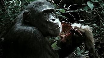 黑猩猩吃瓜视频在线观看,萌态十足引网友热议