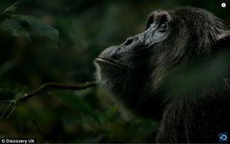 黑猩猩吃瓜视频在线观看,萌态十足引网友热议