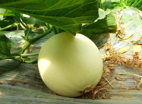 吃瓜视频在哪可以看到,吃瓜视频平台，带你轻松追踪热门事件