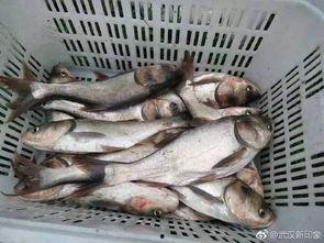 中国吃瓜船捡鱼视频大全,渔获满满，欢乐无限