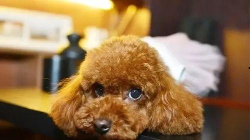 泰迪吃哈密瓜视频完整版,萌态百出萌翻网友