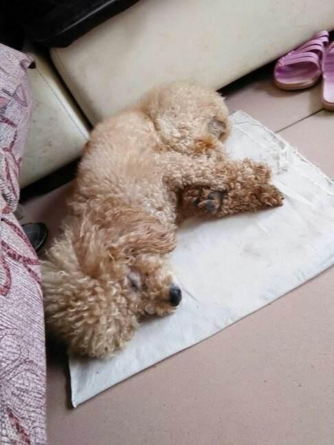 泰迪吃哈密瓜视频完整版,萌态百出萌翻网友