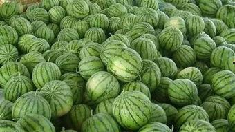 瓜地里吃西瓜视频,一场与西瓜的甜蜜邂逅