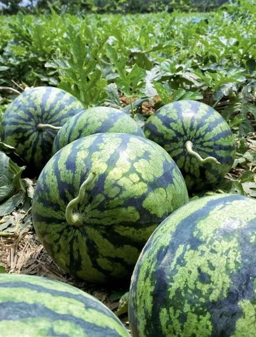 瓜地里吃西瓜视频,一场与西瓜的甜蜜邂逅