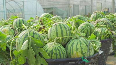 财经师范吃瓜视频,揭秘娱乐圈背后的财经秘密