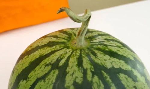 吃瓜刮瓜皮视频