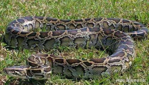 抖音大花蟒吃瓜视频,抖音视频展现野生动物生存智慧