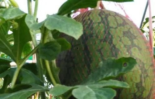 海南儋州吃瓜事件视频曝光,视频曝光引发社会关注